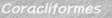 order16.gif