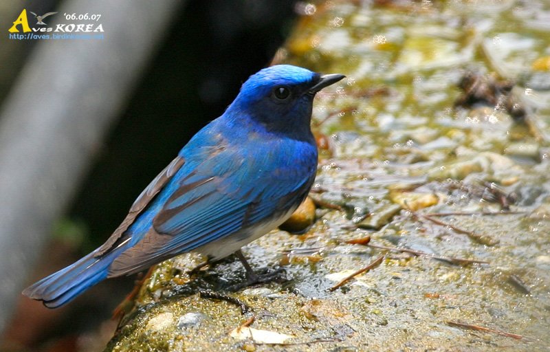 ū������ Flycatcher