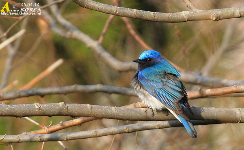 ū������ Flycatcher