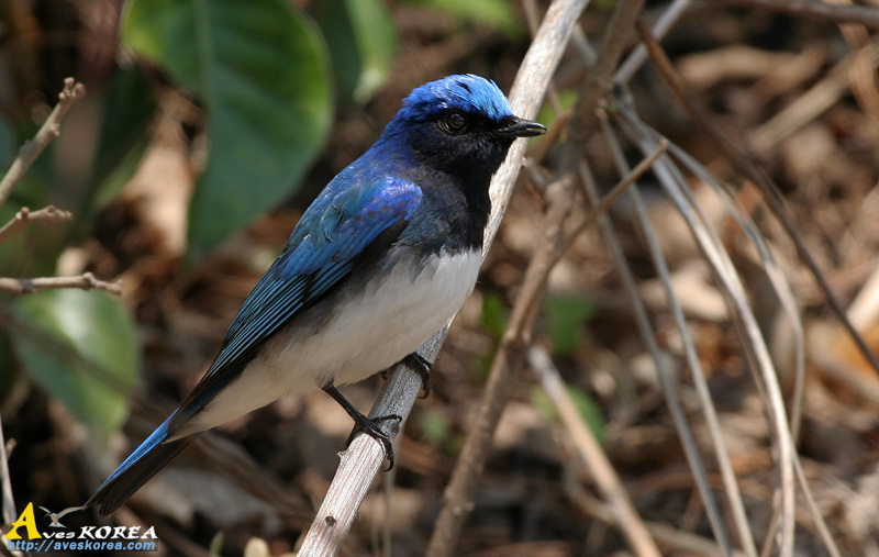 ū������ Flycatcher