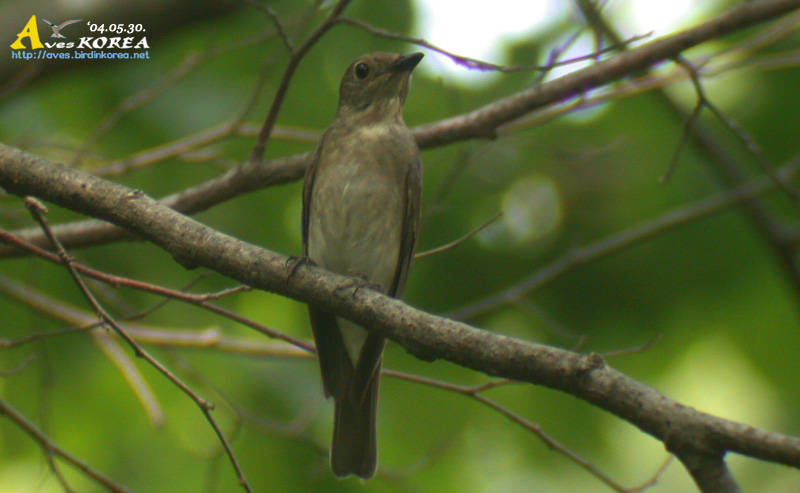 ū������ Flycatcher