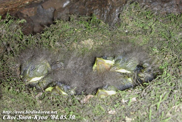 ū������ Flycatcher