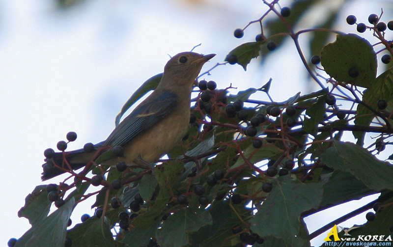 ū������ Flycatcher