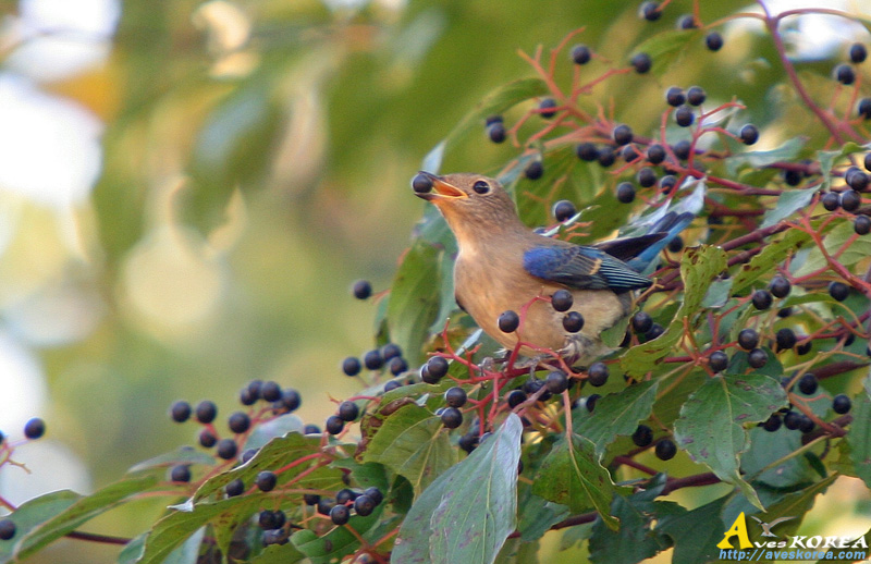 ū������ Flycatcher
