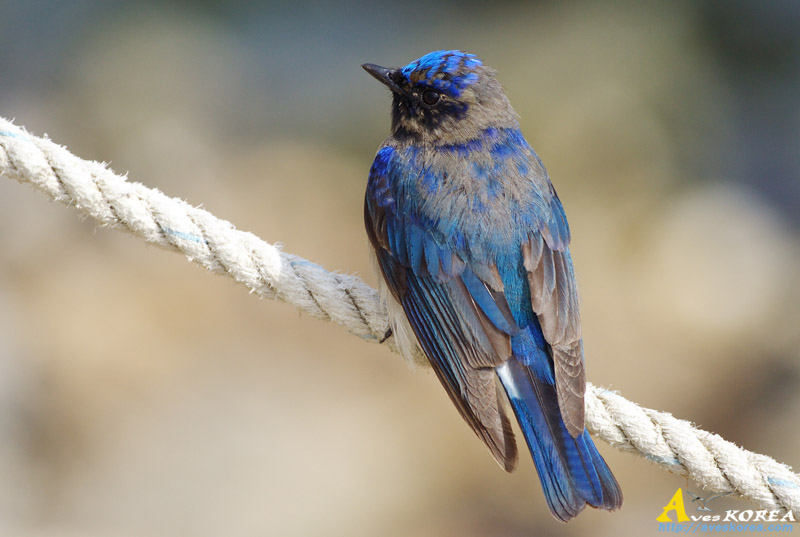 ū������ Flycatcher