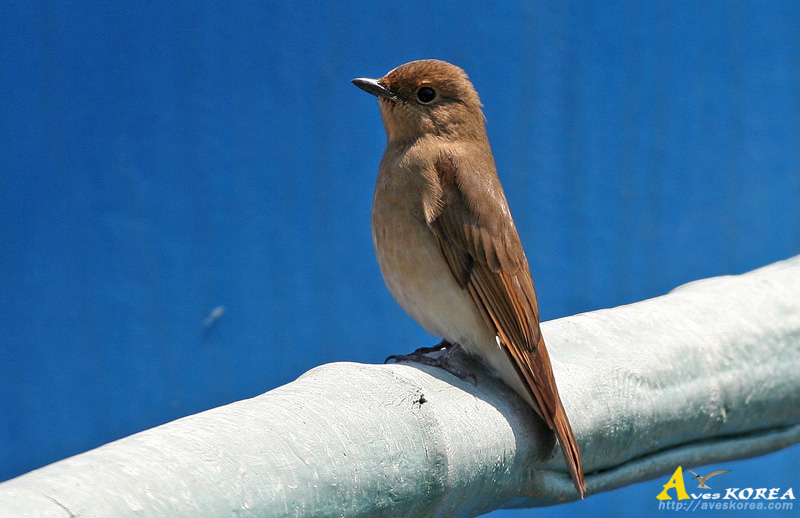 ū������ Flycatcher