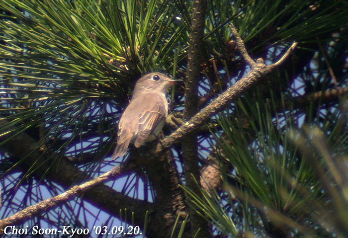 Calidris_ruficollis.jpg