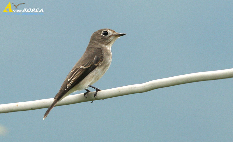 Calidris_ruficollis.jpg