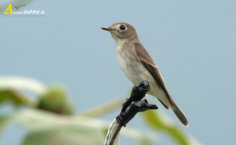 Calidris_ruficollis.jpg
