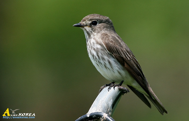 Calidris_ruficollis.jpg