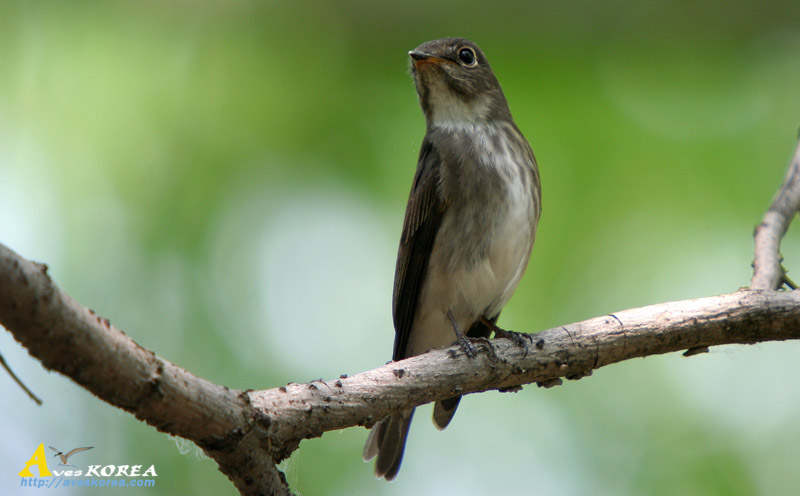 Calidris_ruficollis.jpg