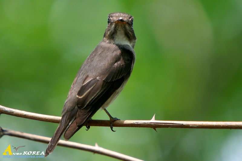 Calidris_ruficollis.jpg