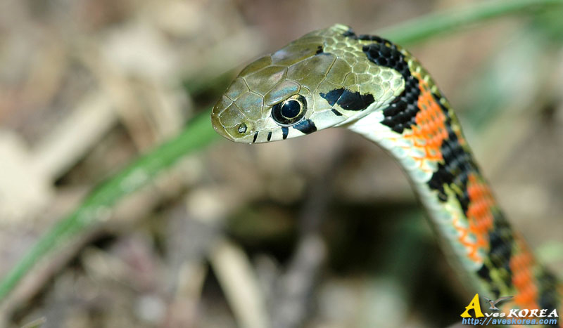 유혈목이(Tiger Keelback Snake)